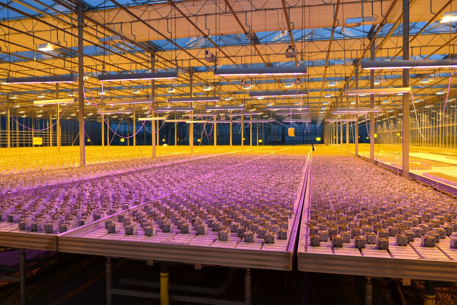 HPS or LED: what a side-by-side greenhouse test showed