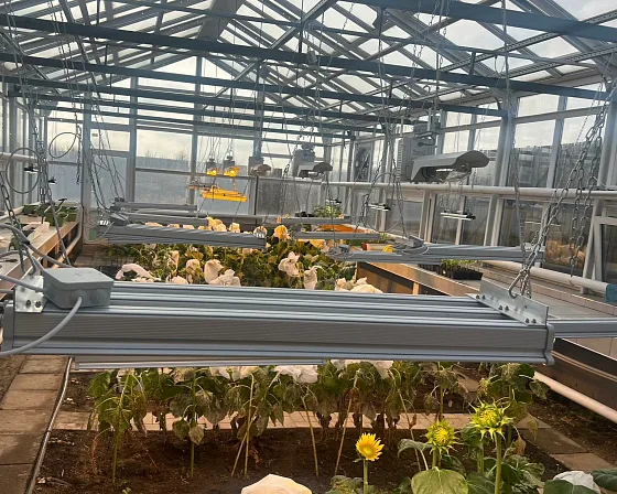 Линейные светильники ECOLED-BIO на подвесах над грядой с подсолнечником в экспериментальной теплице