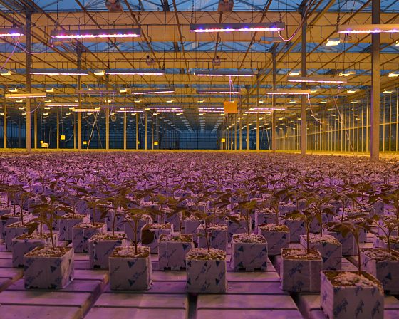 Светодиодная досветка ECOLED-BIO: ECOLED-BIO Optima Phyto-lamps supplementary lighting at Avsen TC (Crimea), фото 2