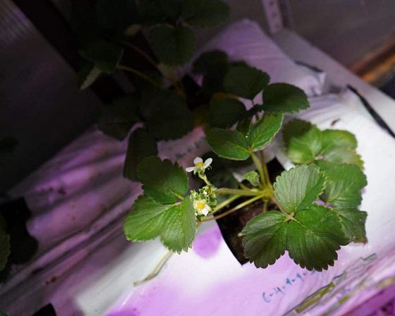 Светодиодная досветка ECOLED-BIO: Межстеллажная досветка светильниками ECOLED-BIO для ИНК-Групп, фото 1