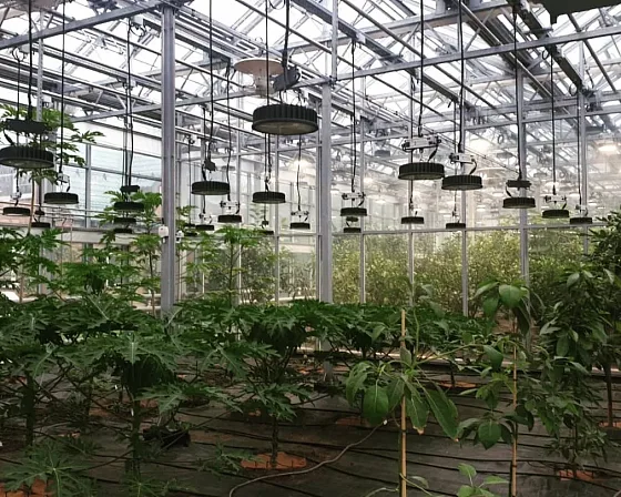 Ряды фитосветильников ECOLED-BIO F-RING на тросовых подвесах над посадками папайи в стеклянной теплице