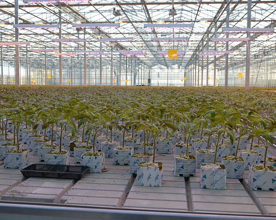 Светодиодная досветка ECOLED-BIO: ECOLED-BIO Optima Phyto-lamps supplementary lighting at Avsen TC (Crimea), фото 4