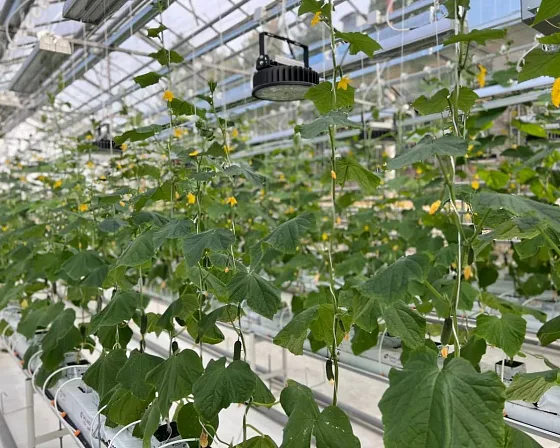 Плодоносящий огурец на шпалере, над рядом — круглый фитосветильник F-RING ECOLED-BIO