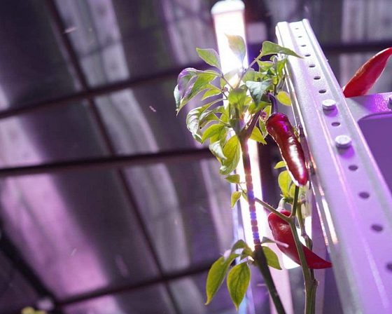 Светодиодная досветка ECOLED-BIO: Межстеллажная досветка светильниками ECOLED-BIO для ИНК-Групп, фото 8