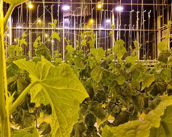 Листья огурца крупным планом, за ними ряд под досветкой