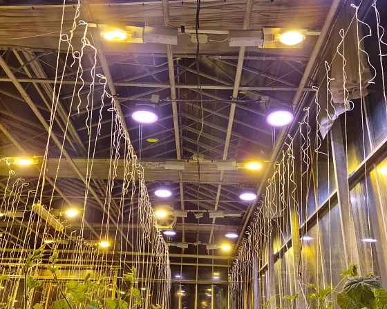 Кровля теплицы: круглые светодиодные фитосветильники ECOLED-BIO F-RING чередуются с лампами ДНаТ