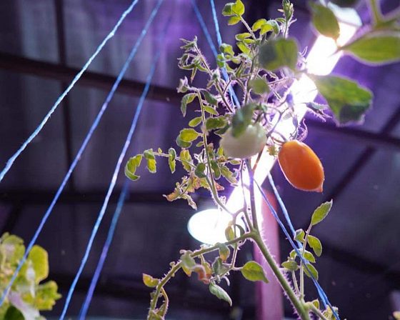 Светодиодная досветка ECOLED-BIO: Межстеллажная досветка светильниками ECOLED-BIO для ИНК-Групп, фото 2