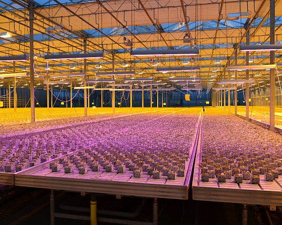 Светодиодная досветка ECOLED-BIO: ECOLED-BIO Optima Phyto-lamps supplementary lighting at Avsen TC (Crimea), фото 1