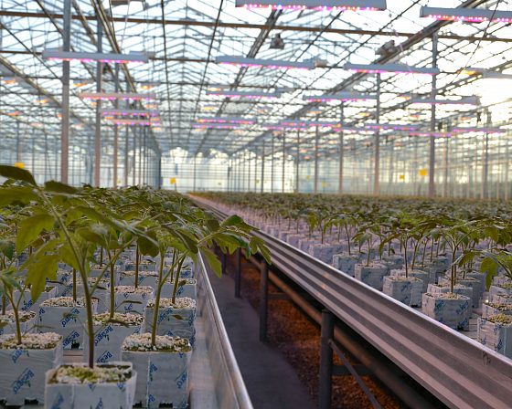 Светодиодная досветка ECOLED-BIO: ECOLED-BIO Optima Phyto-lamps supplementary lighting at Avsen TC (Crimea), фото 5