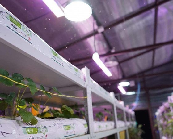 Светодиодная досветка ECOLED-BIO: Межстеллажная досветка светильниками ECOLED-BIO для ИНК-Групп, фото 7