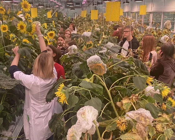 Отделение селекции подсолнечника под досветкой ECOLED-BIO: круглые фитосветильники F-RING и линейные приборы Fito над опытными посадками