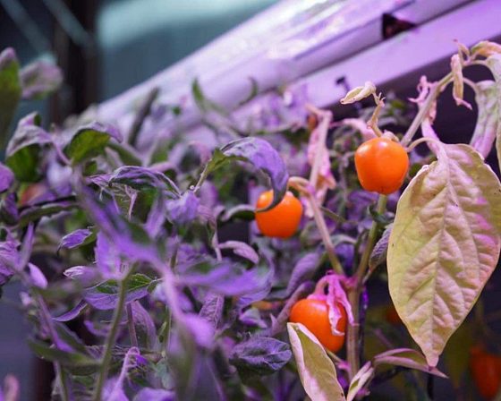 Светодиодная досветка ECOLED-BIO: Межстеллажная досветка светильниками ECOLED-BIO для ИНК-Групп, фото 4