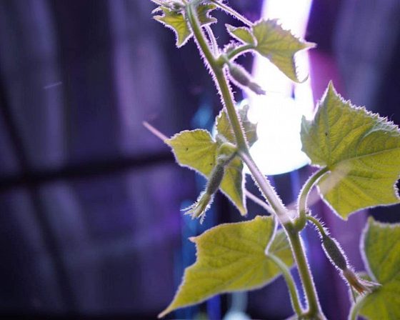 Светодиодная досветка ECOLED-BIO: Межстеллажная досветка светильниками ECOLED-BIO для ИНК-Групп, фото 3