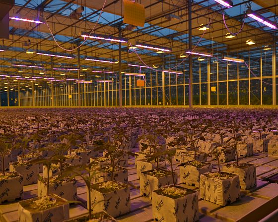 Светодиодная досветка ECOLED-BIO: ECOLED-BIO Optima Phyto-lamps supplementary lighting at Avsen TC (Crimea), фото 3