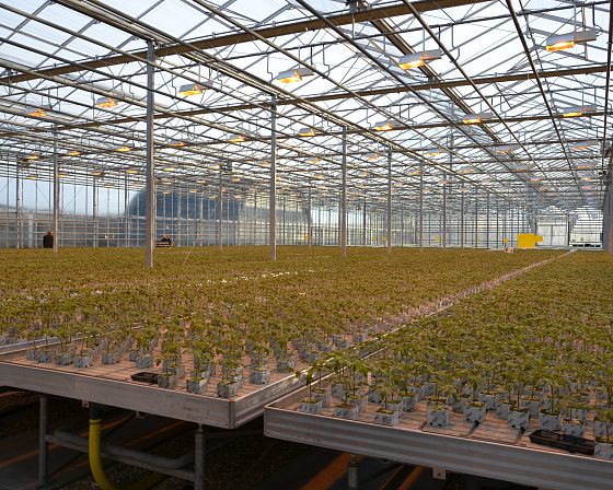 Светодиодная досветка ECOLED-BIO: ECOLED-BIO Optima Phyto-lamps supplementary lighting at Avsen TC (Crimea), фото 7