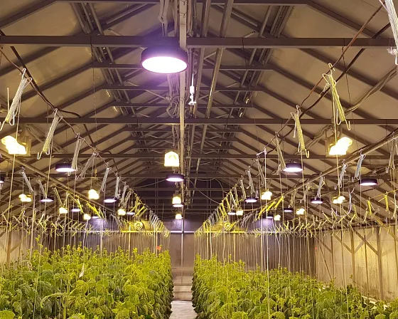 Ряды огурца в теплице под светодиодными фитосветильниками ECOLED-BIO F-RING