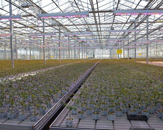 Светодиодная досветка ECOLED-BIO: ECOLED-BIO Optima Phyto-lamps supplementary lighting at Avsen TC (Crimea), фото 6